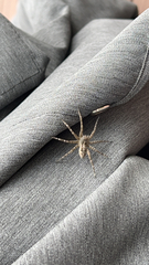Dolomedes scriptus