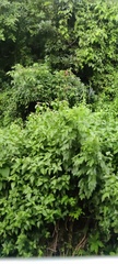 Chromolaena odorata