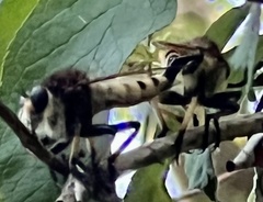 Promachus rufipes