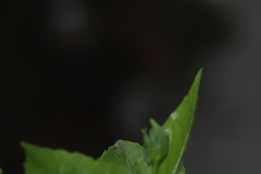 Graphocephala coccinea