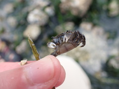 Hemigrapsus oregonensis