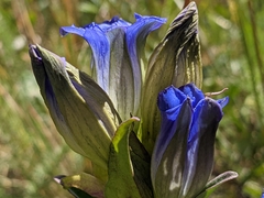Gentiana parryi