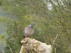 Columba palumbus palumbus