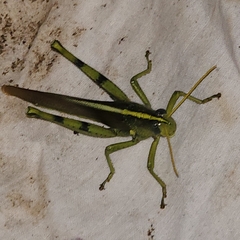 Schistocerca obscura