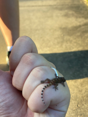 Hemidactylus turcicus