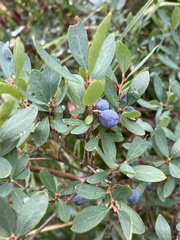 Vaccinium uliginosum