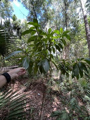 Alstonia macrophylla