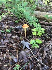 Aureoboletus betula