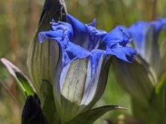 Gentiana parryi