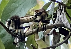 Promachus rufipes