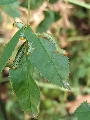 Symphyta