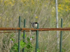 Curruca melanocephala
