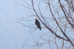 Buteo jamaicensis calurus