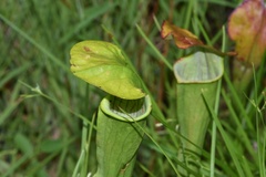Sarracenia alata