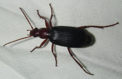 Brachininae