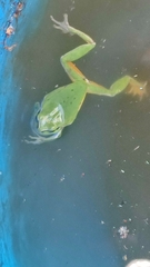 Hyla orientalis