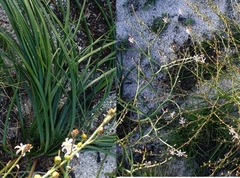 Trachyandra divaricata