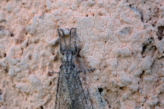 Vella fallax
