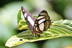 Metamorpha elissa