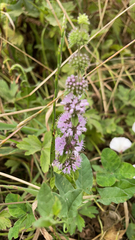 Mentha pulegium