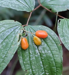 Prosartes smithii