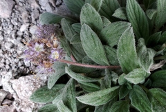 Phacelia hastata compacta