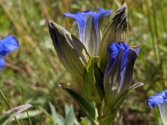 Gentiana parryi