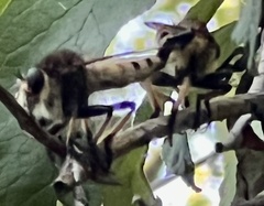 Promachus rufipes