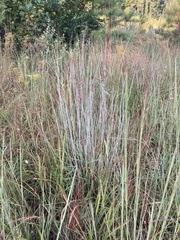 Schizachyrium scoparium