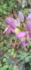 Desmodium incanum