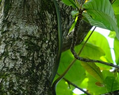 Chrysopelea paradisi