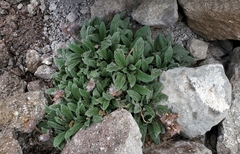 Phacelia hastata compacta