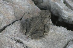 Anaxyrus boreas boreas
