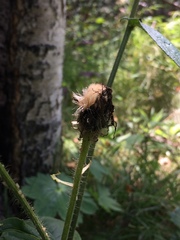 Crepis sibirica