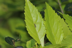 Graphocephala coccinea