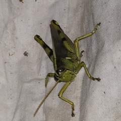 Schistocerca obscura