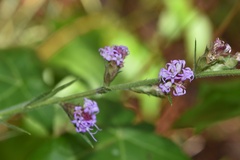 Liatris tenuis
