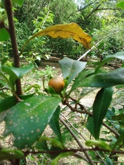 Brunfelsia americana