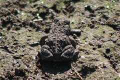Anaxyrus boreas boreas