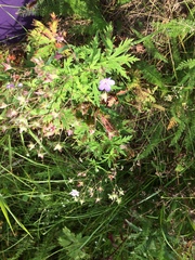Geranium pseudosibiricum
