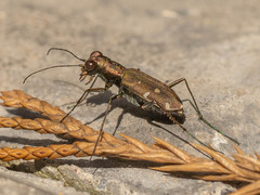 Cylindera kaleea