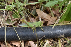 Heteracris pterosticha