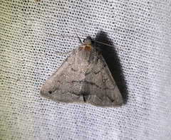 Erebidae