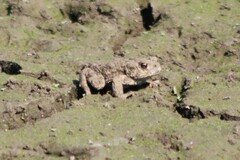 Anaxyrus boreas boreas