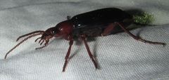 Brachininae