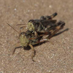 Melanoplus fasciatus