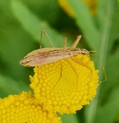 Nabis limbatus