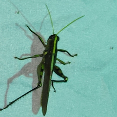 Schistocerca obscura