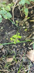 Allium tricoccum