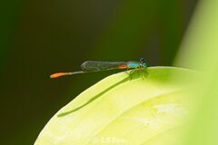 Ceriagrion cerinorubellum
